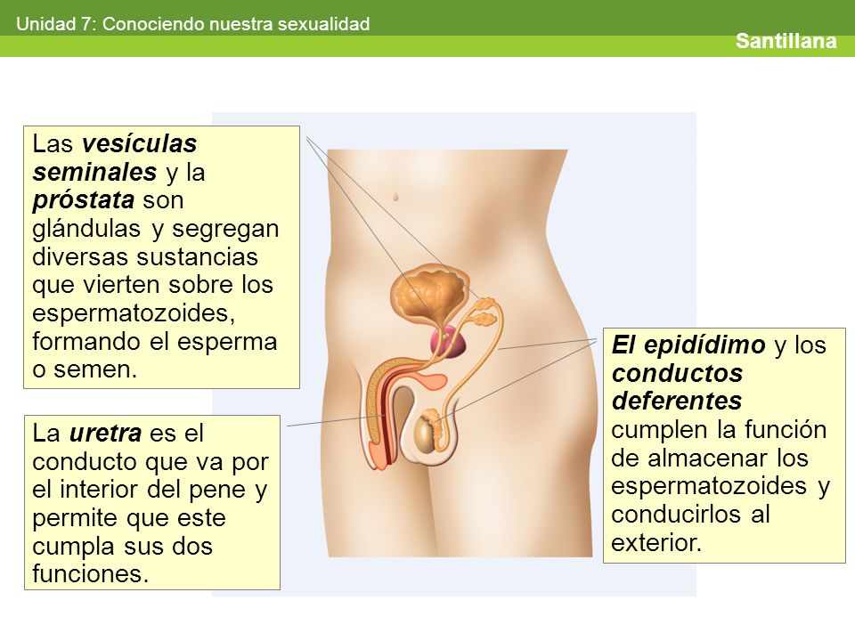 Como la muchacha por el pequeño miembro hasta el orgasmo